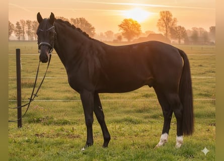 Hannoveraner, Hengst, 4 Jahre, 168 cm