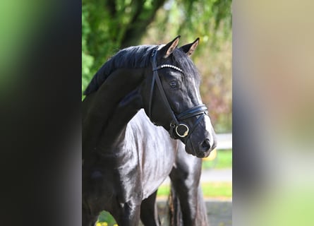 Hannoveraner, Hengst, 4 Jahre, 171 cm, Rappe
