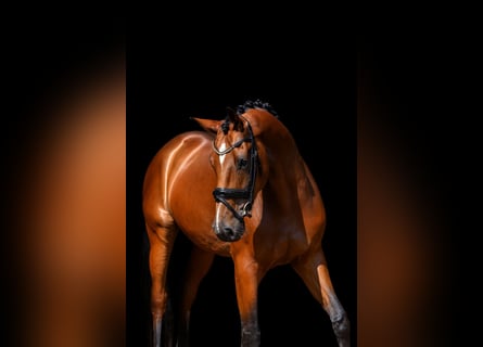 Hannoveraner, Hengst, 4 Jahre, 173 cm, Brauner