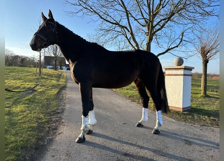 Hannoveraner, Hengst, 4 Jahre, 183 cm, Dunkelbrauner
