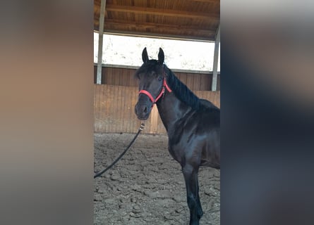Hannoveraner, Hengst, 5 Jahre, 162 cm, Rappe