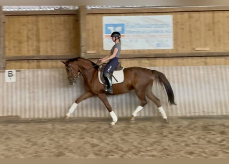 Hannoveraner, Hengst, 5 Jahre, 163 cm, Fuchs