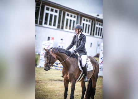 Hannoveraner, Hengst, 5 Jahre, 165 cm
