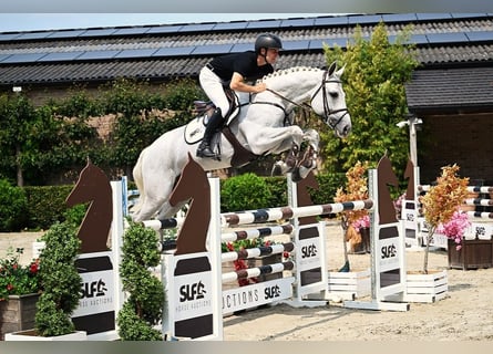Hannoveraner, Hengst, 5 Jahre, 167 cm, Schimmel