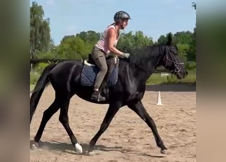 Hannoveraner, Hengst, 5 Jahre, 168 cm, Rappe