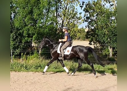 Hannoveraner, Hengst, 5 Jahre, 168 cm, Rappe
