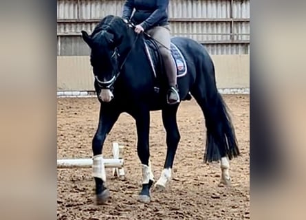 Hannoveraner, Hengst, 5 Jahre, 174 cm, Rappe Hannoveraner, Hengst, 5 Jahre, 174 cm, Rappe