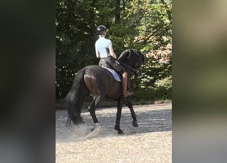 Hannoveraner, Hengst, 5 Jahre, 174 cm, Rappe