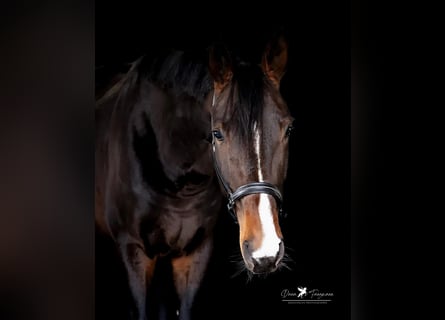 Hannoveraner, Hengst, 5 Jahre, 175 cm, Dunkelbrauner