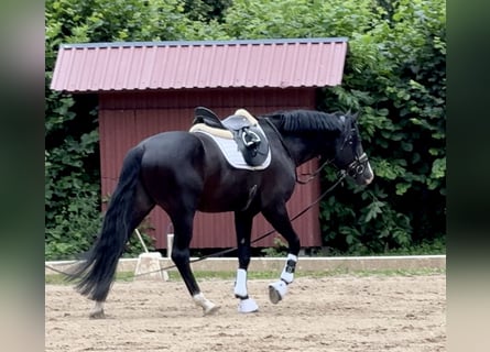 Hannoveraner, Hengst, 5 Jahre, Rappe