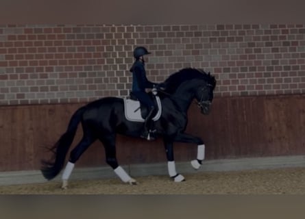 Hannoveraner, Hengst, 6 Jahre, 174 cm, Dunkelfuchs