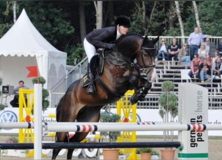 Hannoveraner, Hengst, 18 Jahre, 171 cm, Dunkelbrauner