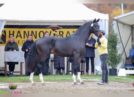 Hannoveraner, Hengst, 3 Jahre, 170 cm, Dunkelbrauner