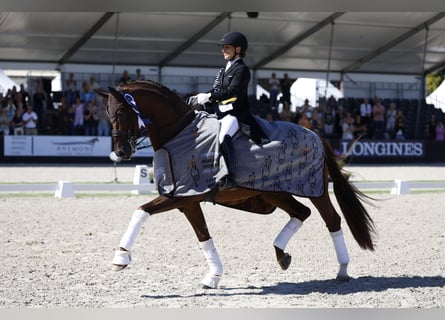 Hannoveraner, Hengst, 8 Jahre, 173 cm, Dunkelfuchs