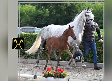 Hannoveraner, Hengst, Fohlen (04/2025), 168 cm, Brauner