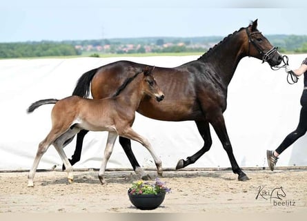 Hannoveraner, Hengst, , 168 cm, Dunkelbrauner