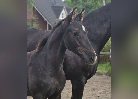 Hannoveraner, Hengst, Fohlen (04/2025), 168 cm, Rappe