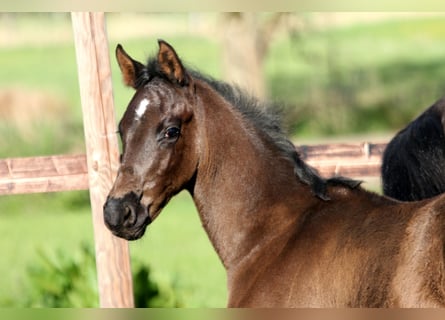 Hannoveraner, Hengst, , 168 cm, Rappe