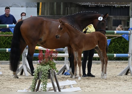 Hannoveraner, Hengst, , 170 cm, Brauner