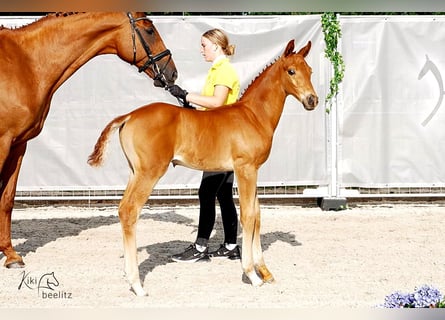 Hannoveraner, Hengst, Fohlen (05/2024), 170 cm, Fuchs