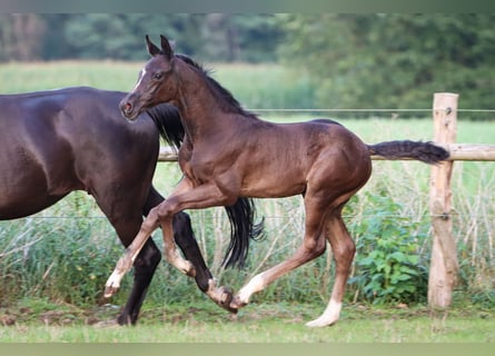 Hannoveraner, Hengst, Fohlen (06/2024), 170 cm, Rappe