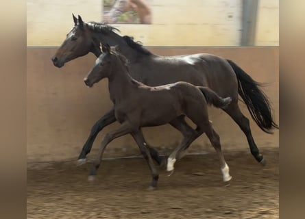Hannoveraner, Hengst, Fohlen (05/2026), 170 cm, Rappe