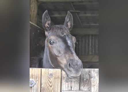 Hannoveraner, Hengst, Fohlen (05/2025), 170 cm, Rappe