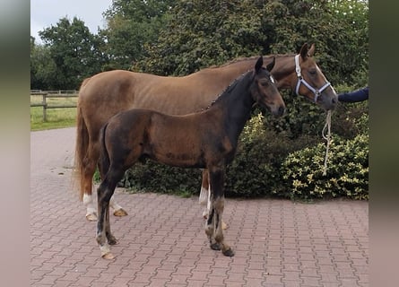 Hannoveraner, Hengst, Fohlen (06/2026), 170 cm, Schwarzbrauner