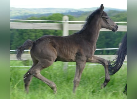 Hannoveraner, Hengst, Fohlen (04/2024), 172 cm, Rappe