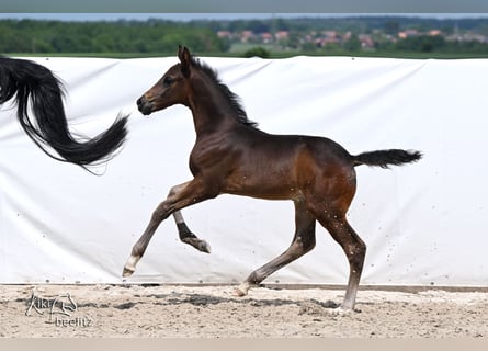 Hannoveraner, Hengst, Fohlen (04/2026), 172 cm, Schwarzbrauner