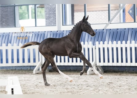 Hannoveraner, Hengst, Fohlen (03/2024), 172 cm, Schwarzbrauner