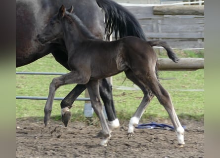 Hannoveraner, Hengst, Fohlen (03/2026), 174 cm, Rappe