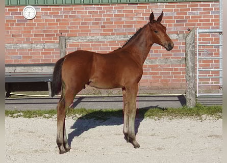 Hannoveraner, Hengst, Fohlen (06/2025), Brauner
