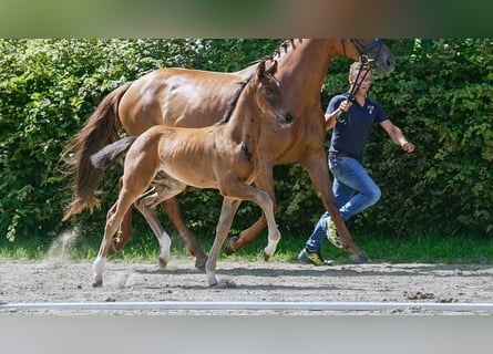 Hannoveraner, Hengst, Fohlen (01/2024), Brauner