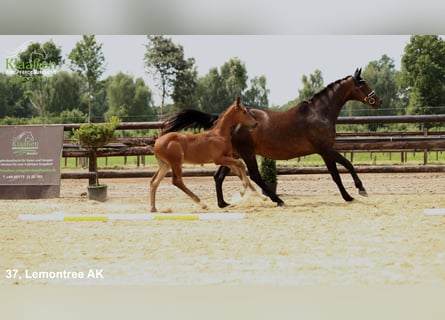 Hannoveraner, Hengst, Fohlen (06/2025), Brauner