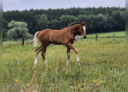 Hannoveraner, Hengst, Fohlen (06/2025), Brauner