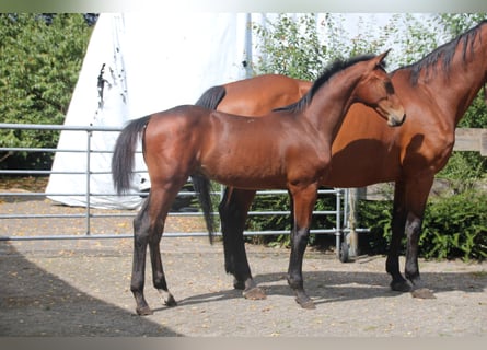 Hannoveraner, Hengst, Fohlen (04/2026), Brauner