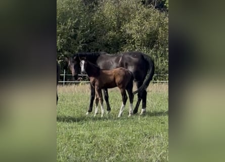 Hannoveraner, Hengst, Fohlen (06/2026), Brauner