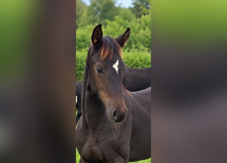 Hannoveraner, Hengst, Fohlen (05/2026)