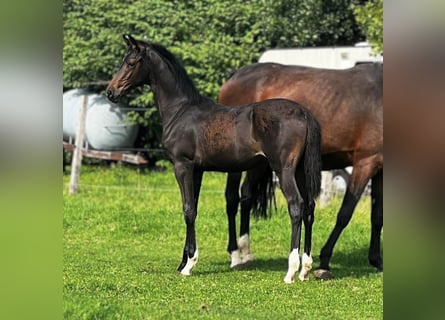 Hannoveraner, Hengst, Fohlen (01/2025)