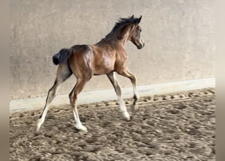 Hannoveraner, Hengst, Fohlen (05/2025)