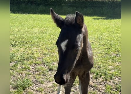 Hannoveraner, Hengst, Fohlen (04/2026)