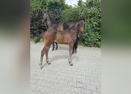 Hannoveraner, Hengst, , Dunkelbrauner