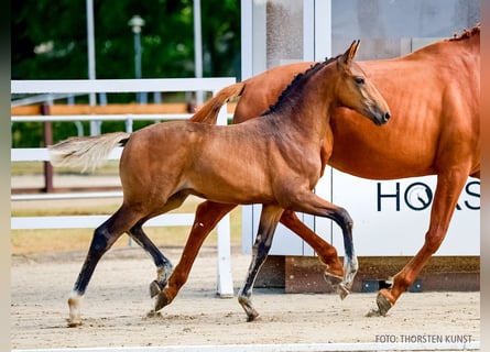 Hannoveraner, Hengst, Fohlen (06/2026), Dunkelbrauner