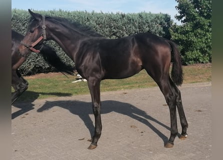 Hannoveraner, Hengst, Fohlen (04/2025), Dunkelbrauner