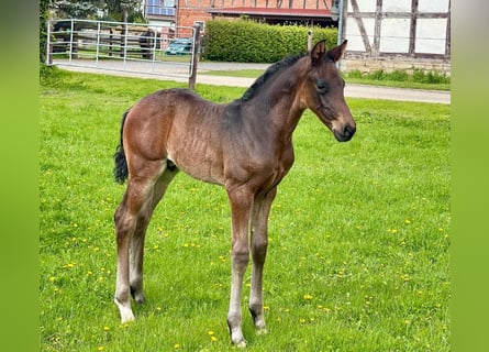 Hannoveraner, Hengst, Fohlen (04/2024), Dunkelbrauner