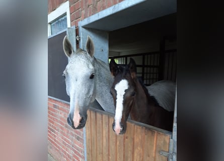 Hannoveraner, Hengst, , Dunkelbrauner