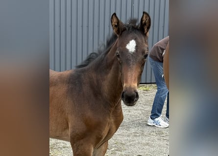 Hannoveraner, Hengst, , Dunkelbrauner