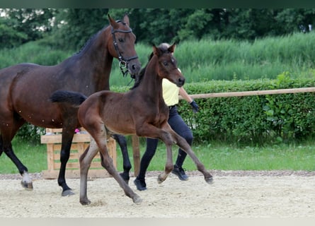 Hannoveraner, Hengst, Fohlen (04/2024), Dunkelbrauner