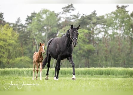Hannoveraner, Hengst, Fohlen (05/2023), Dunkelfuchs